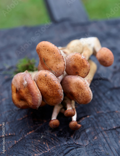 Bunches of honey fungi on black wooden board