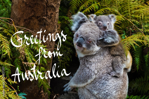 Australian koala bear native animal with baby and Greetings from Australia text