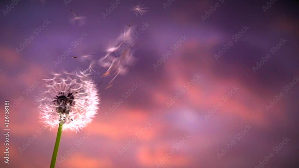 Blowing Dandelion Seeds. Flying dandelion seeds on a background tragic sunset. Slow motion 240 fps.