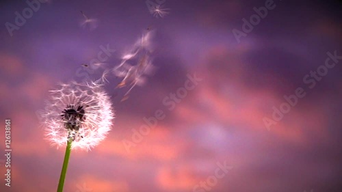 Blowing Dandelion Seeds. Flying dandelion seeds on a background tragic sunset. Slow motion 240 fps.
