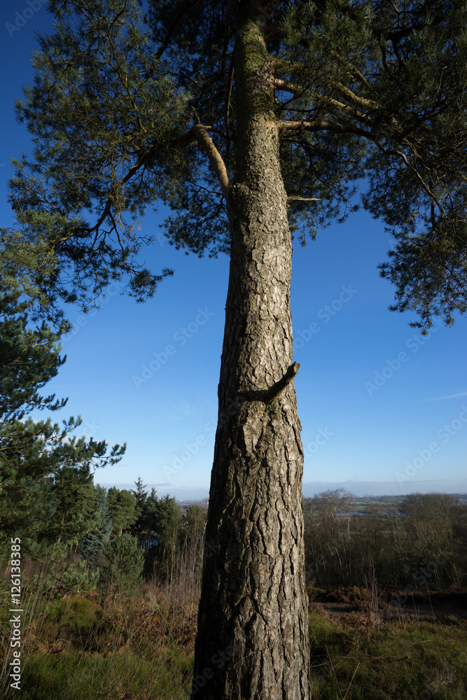 Fototapeta premium lickey hills