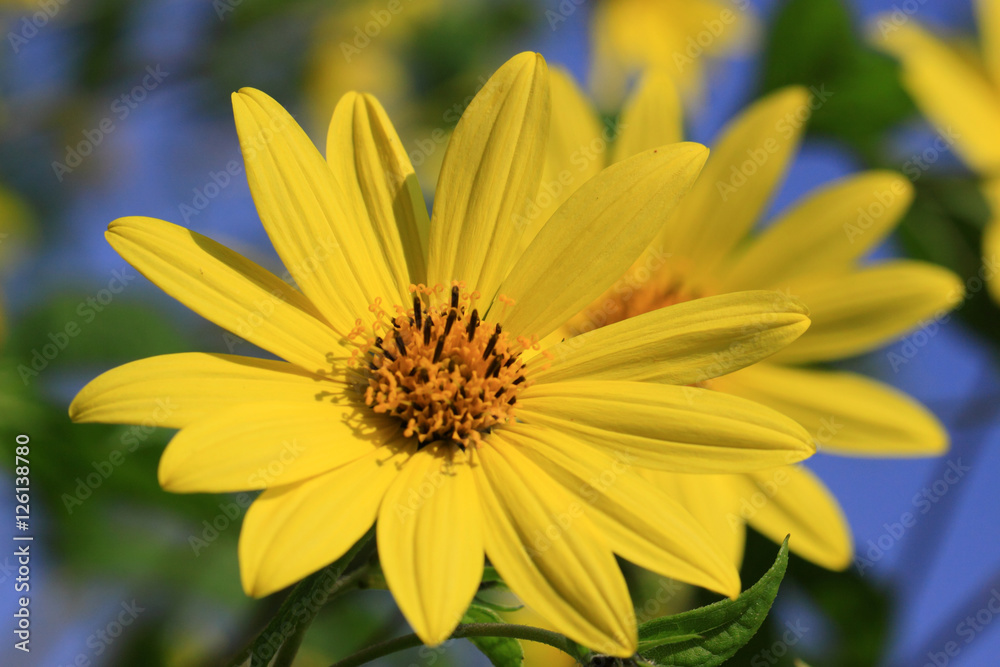 Perennial Sunflower Capenoch Star Perennial Sunflower Capenoch Star