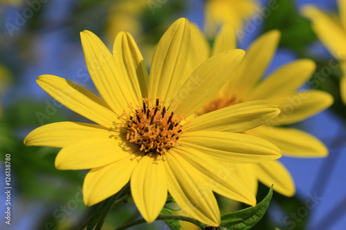 Perennial Sunflower Capenoch Star