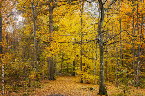 Coloful autumn forest path © feferoni