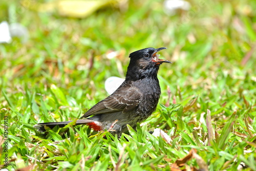 Red-vented Bulbul, exotic bird, eating