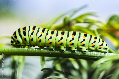 Papilio Machaon Caterpillar on Green Plant. Butterfly Green Larva.