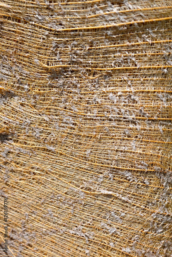 Fototapeta premium Coconut trunk, peels, texture