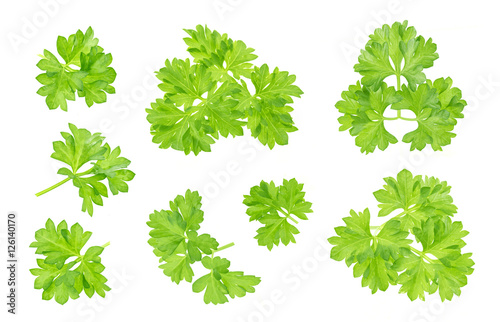 Parsley leaf isolated on white. Closeup