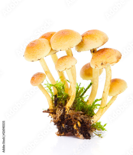 Honey fungus or Armillaria, on a white background