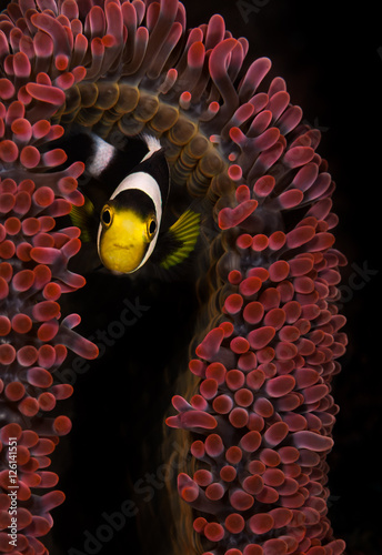 Panda anemonefish (Amphiprion polymus) hides under anemone on the Aer Prang 1 dive site, Lembeh Straits, North Sulawesi, Indonesia