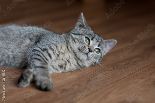 pregowany, młody kotek na podłodze © Pawel Horazy