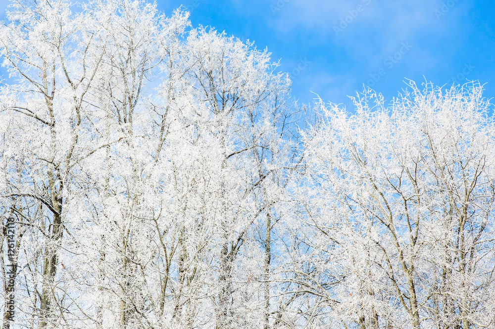 Tree branches covered with snow and look very nice in winter. Tree branches covered with snow and look very nice in winter.
