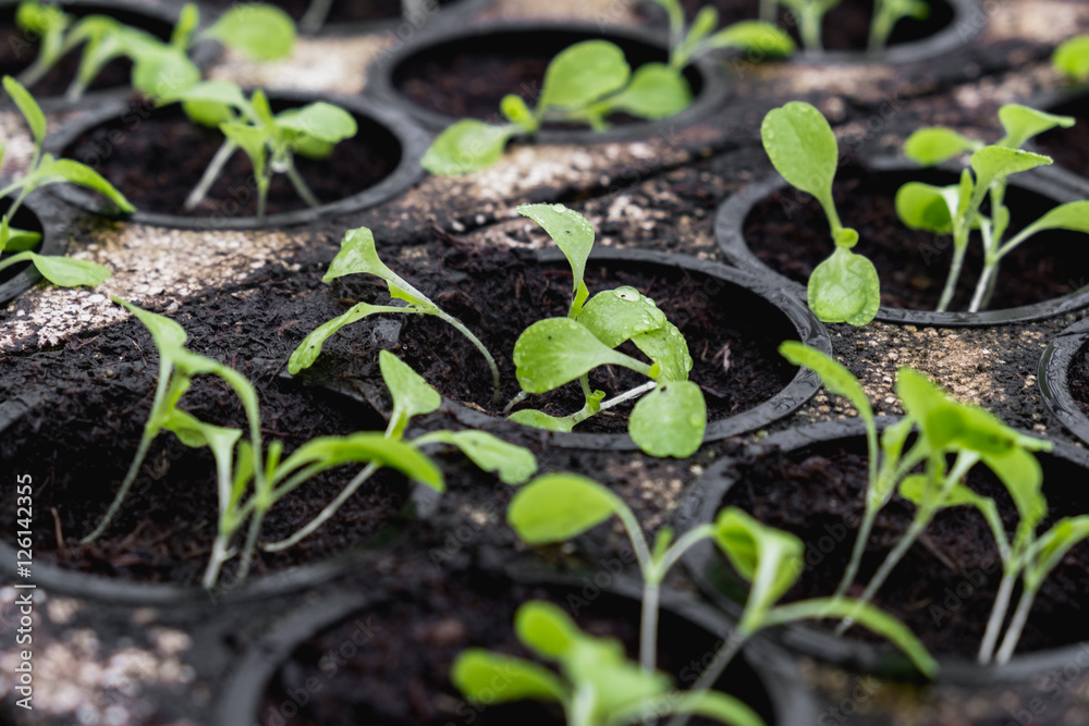 Lettuce seeds sprouting in a greenhouse during winter. Hydroponic vegetables Lettuce seeds sprouting in a greenhouse during winter. Hydroponic vegetables