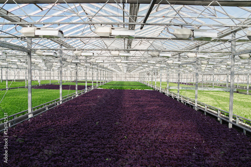 Basil growing in greenhouse. Hydroponic vegetables © glazunoff