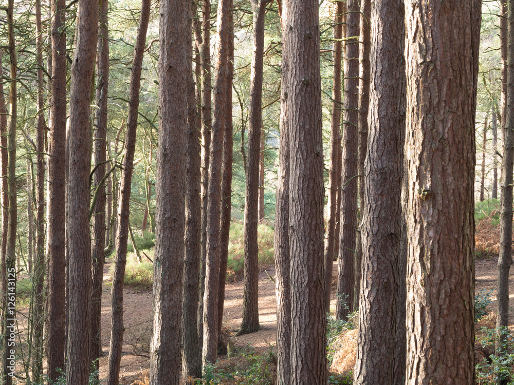 Fototapeta premium lickey hills