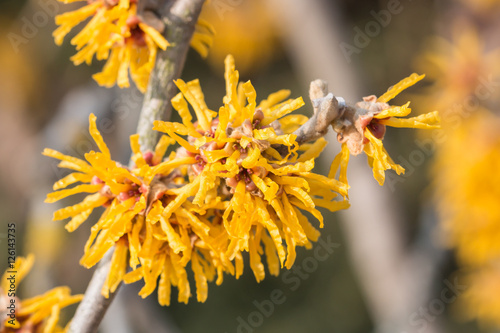 Cuadro en lienzo Hamamelis mollis Blüte