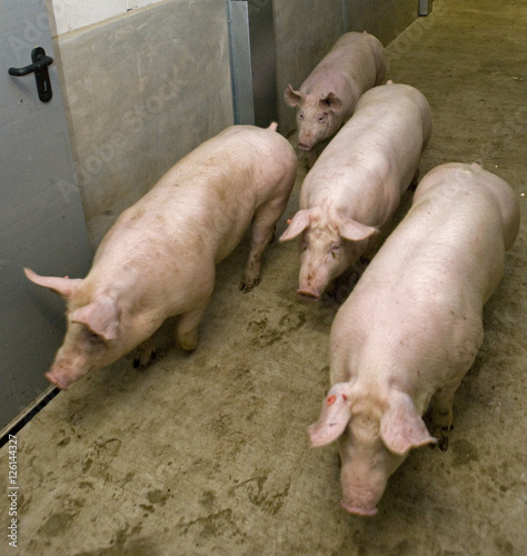 Pigs photo