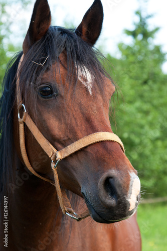 Portret brązowego konia #126144397