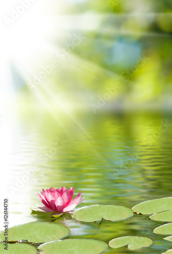 image of lotus flower on the water