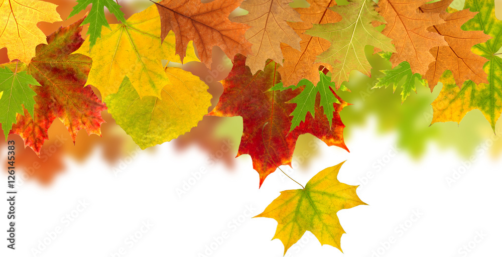 image of dry autumn leaves closeup image of dry autumn leaves closeup