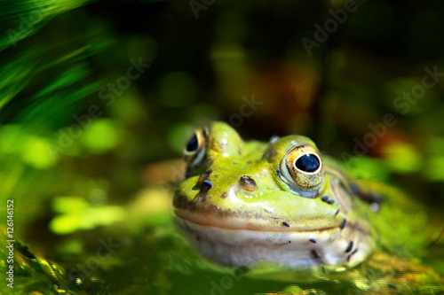 zielona żaba jeziorkowa 4