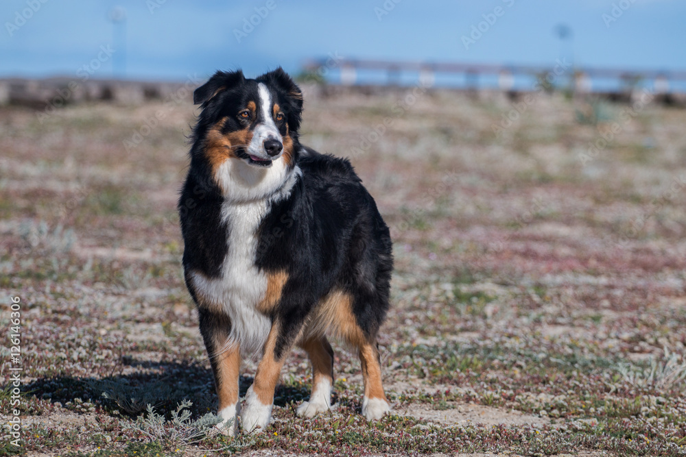 Dog on the beach