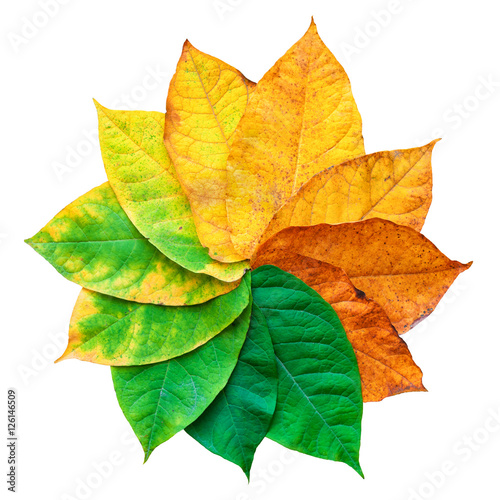 Colorful leaves