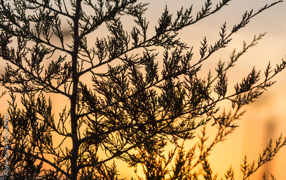 Obraz premium tree branch at sunset