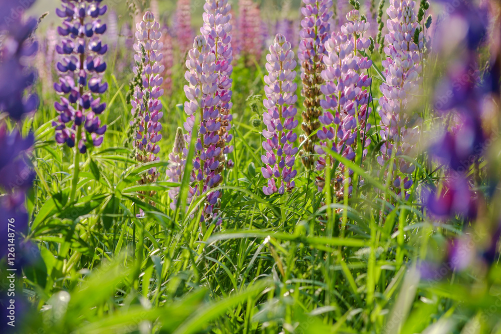 Obraz premium Lupine blooming meadow