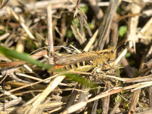 grasshopper © ezp