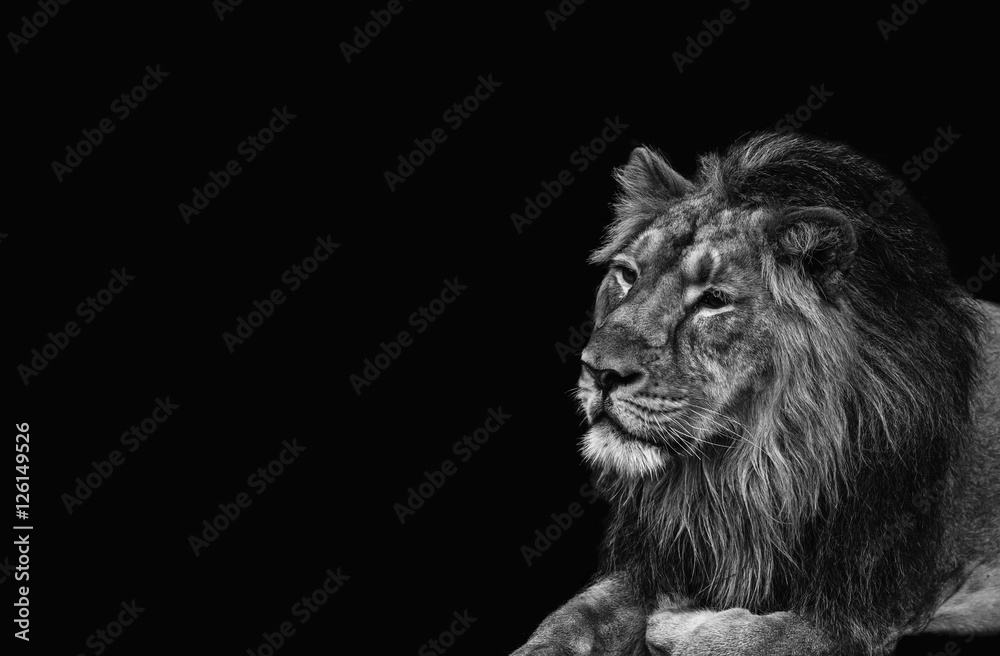 Lion, black and white head shot of an adult Lion. King of all animals.