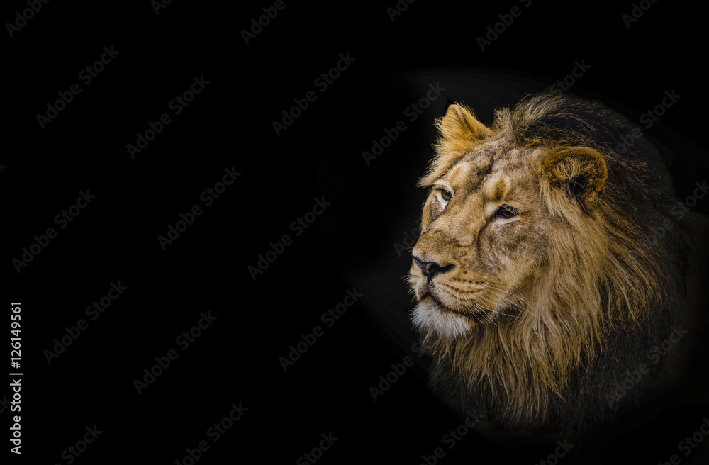 Naklejka premium Lion, head shot of an adult Lion. King of all animals.