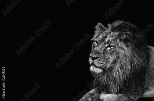 Lion  black and white head shot of an adult Lion. King of all animals.