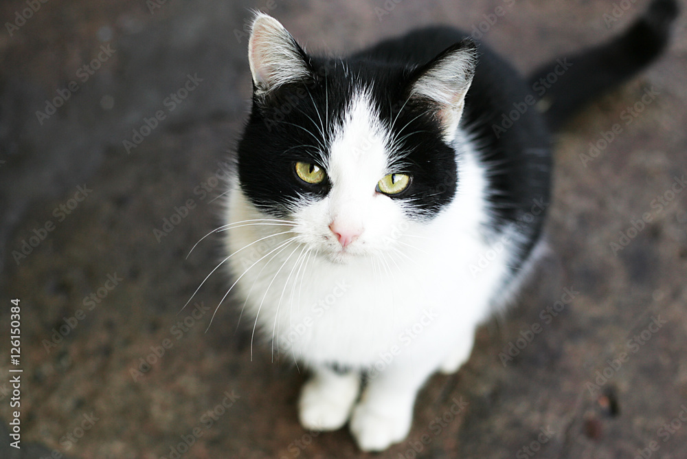 Black and white cat looks aside