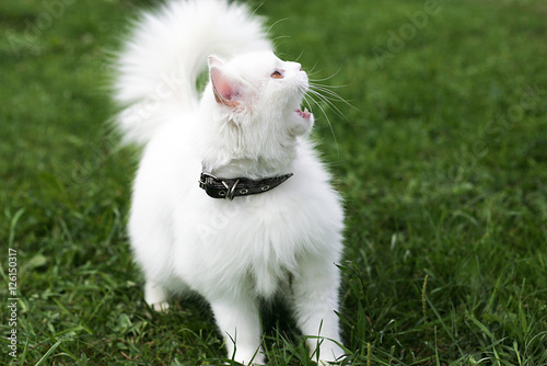 Beautiful white cat looks aside