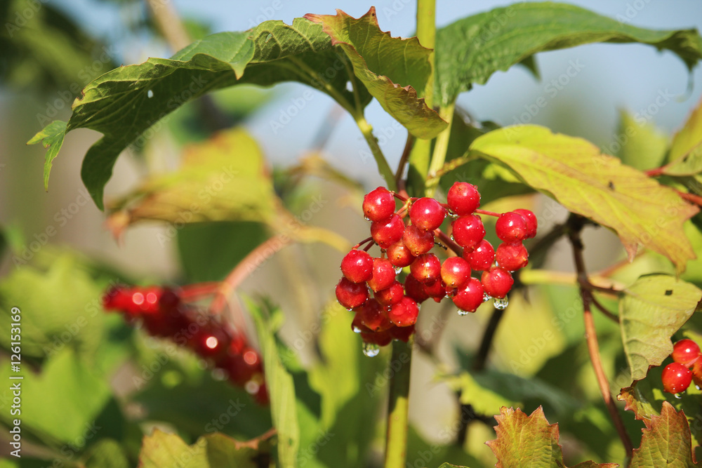 Fototapeta premium A bunch of viburnum berries 