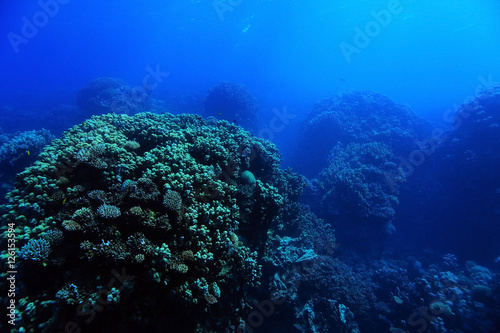 coral reef in the warm sea