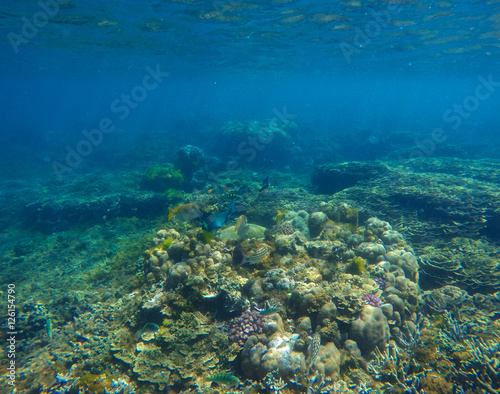 Underwater landscape with coral on sea bottom. Oceanic life in clear blue water.