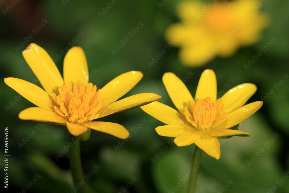 Lesser Celandine flowers Lesser Celandine flowers
