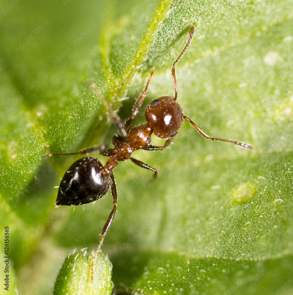 ant in nature. macro ant in nature. macro