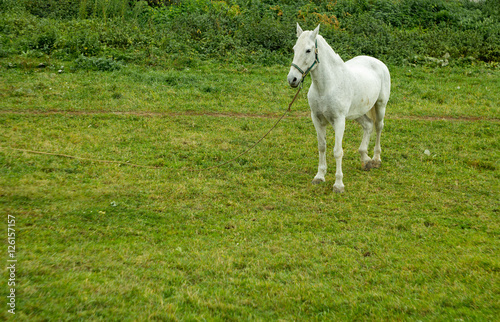 Fototapeta Naklejka Na Ścianę i Meble -  white horse on a green meadow