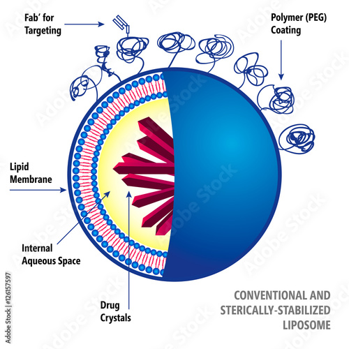 Conventional and Sterically-Stabilized Liposome. Medical vector illustration of liposomes drug delivery system