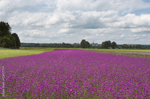 Blumenwiese, Bayern