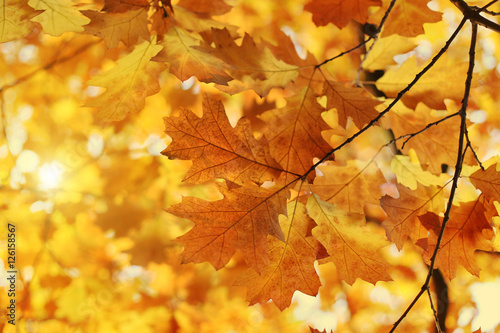 Beautiful autumn branch with sunlight