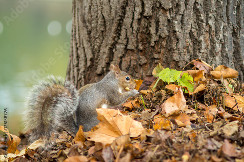 gray squirrel in the foreground eating peanut © mashiro2004