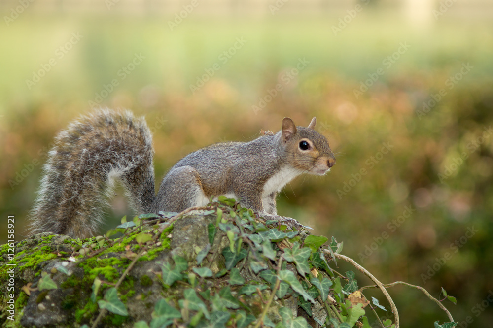 gray squirrel in the foreground eating peanut gray squirrel in the foreground eating peanut