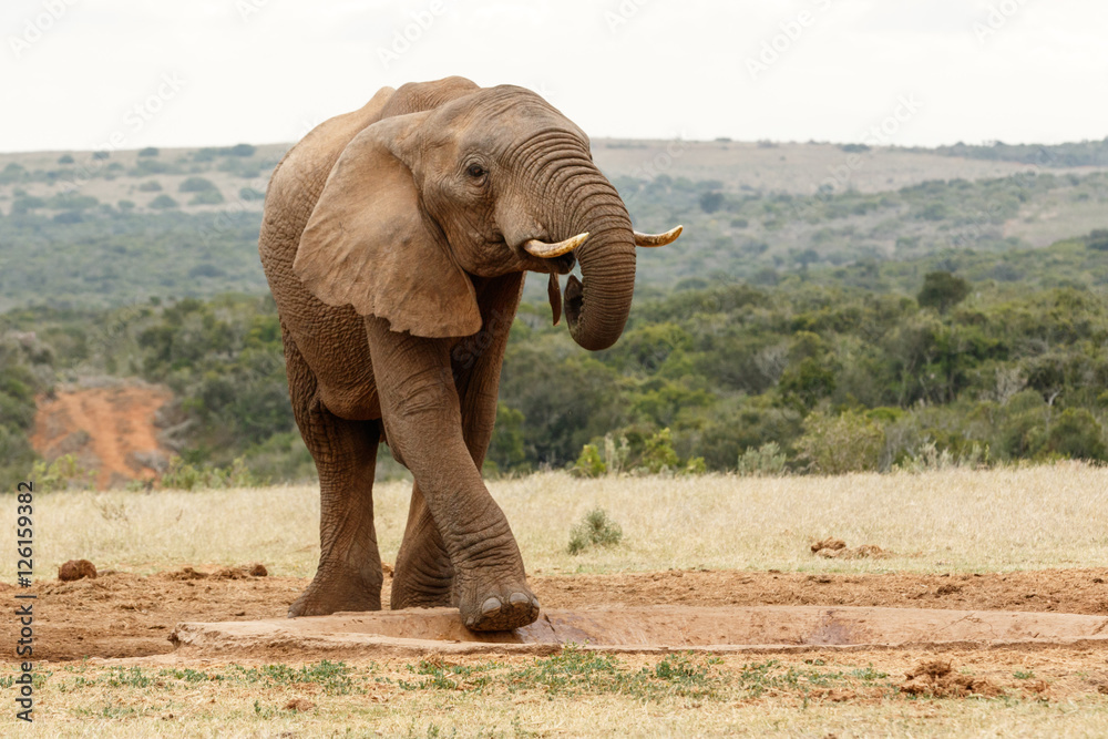 Fototapeta premium Bush Elephant climbing in the watering hole