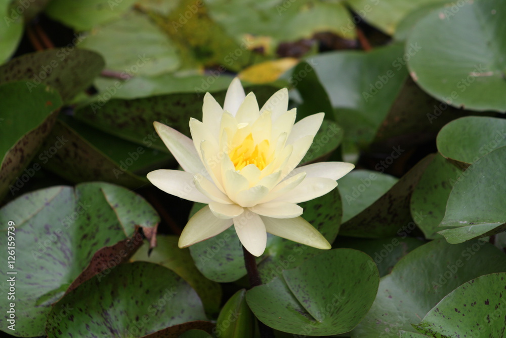 waterlily waterlily