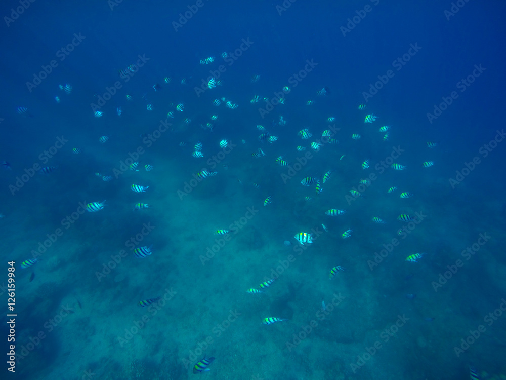 Underwater landscape with deep blue sea water and bubbles.