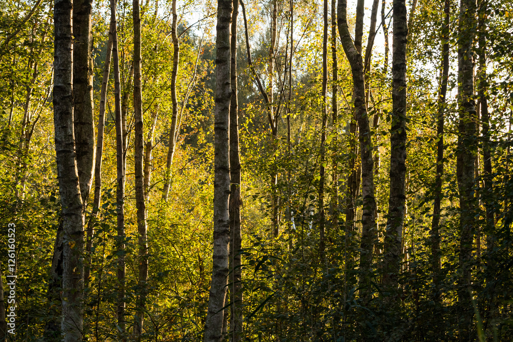 Sunshine Through the Dense Forest